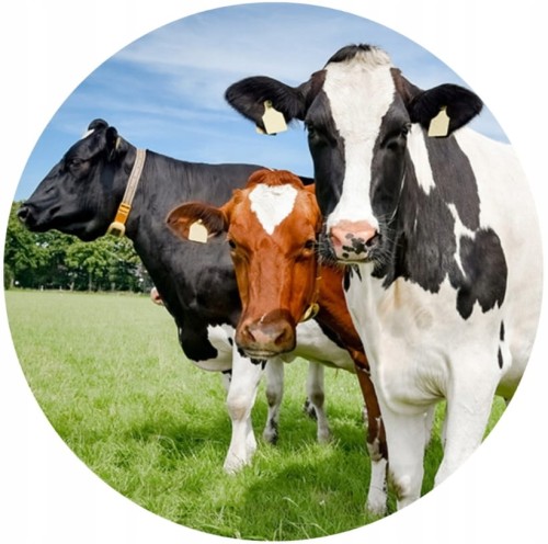 be0ac450d8b9431099d706efefd05add