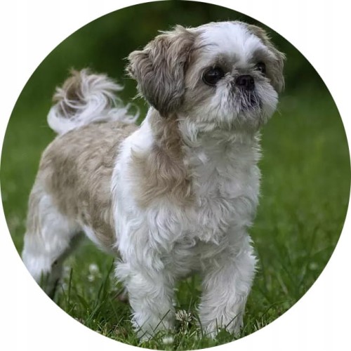 fef4665cecd21fa8b9f473d74ac02302