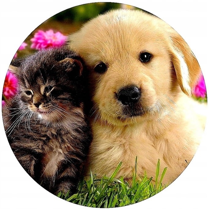 33331649085af2f603baeb97e744b485