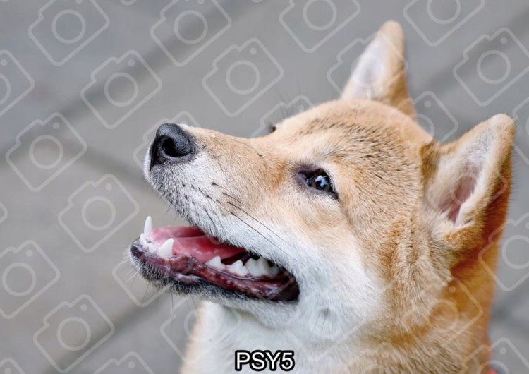 5a8e51af11d985a9527e57c24f289b2a
