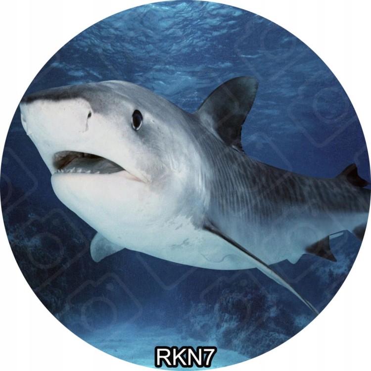 13f9fb4bd3e9387ed6114a4b2330dfae