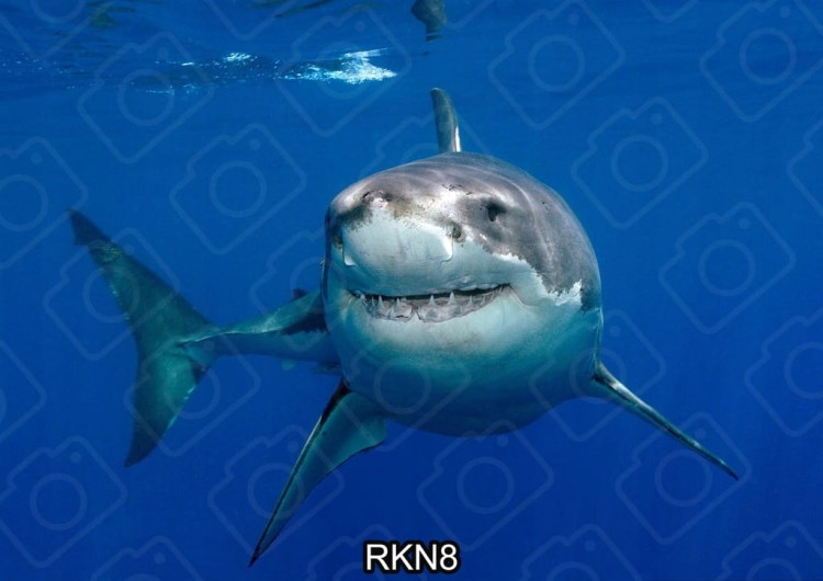 578557802439cd9e94a6b892ca8b659e