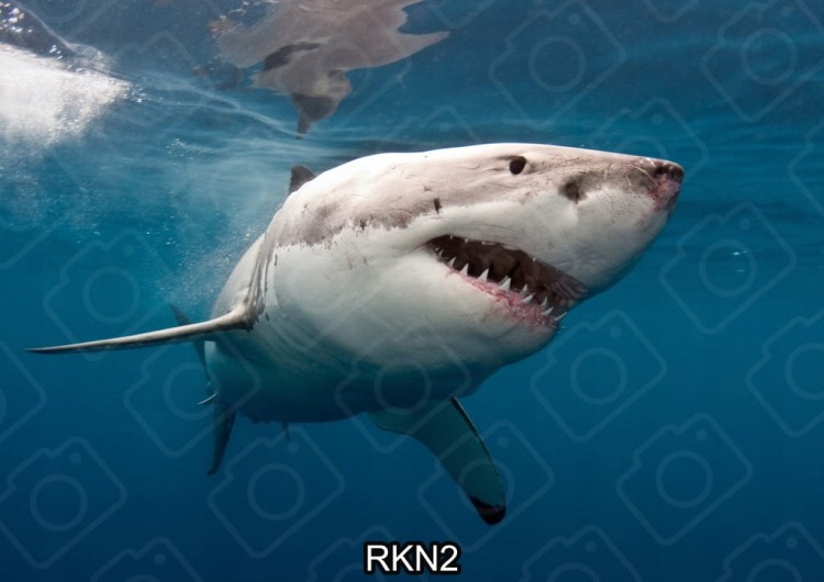 180755ea8e89cbeb5101b5ed9aec1ee8