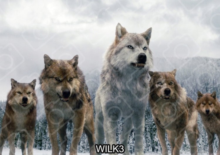 cfc0353334f2cbe57357af5feb307076