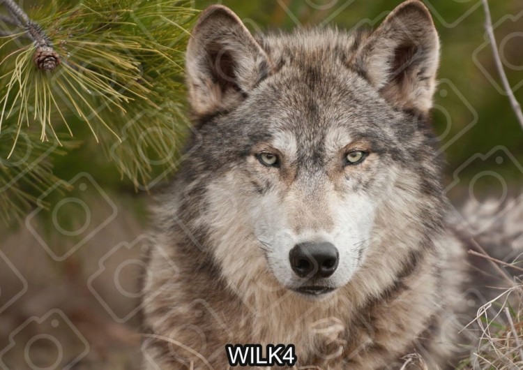 7eb2bace12a40af4aa91288ee80d4766